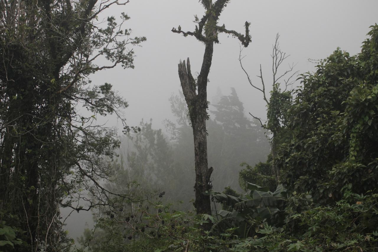 Hotel Bosque Verde Lodge Monteverde Dış mekan fotoğraf