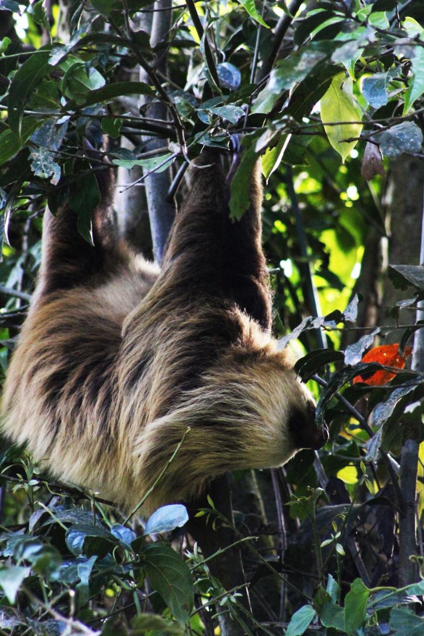 Hotel Bosque Verde Lodge Monteverde Dış mekan fotoğraf