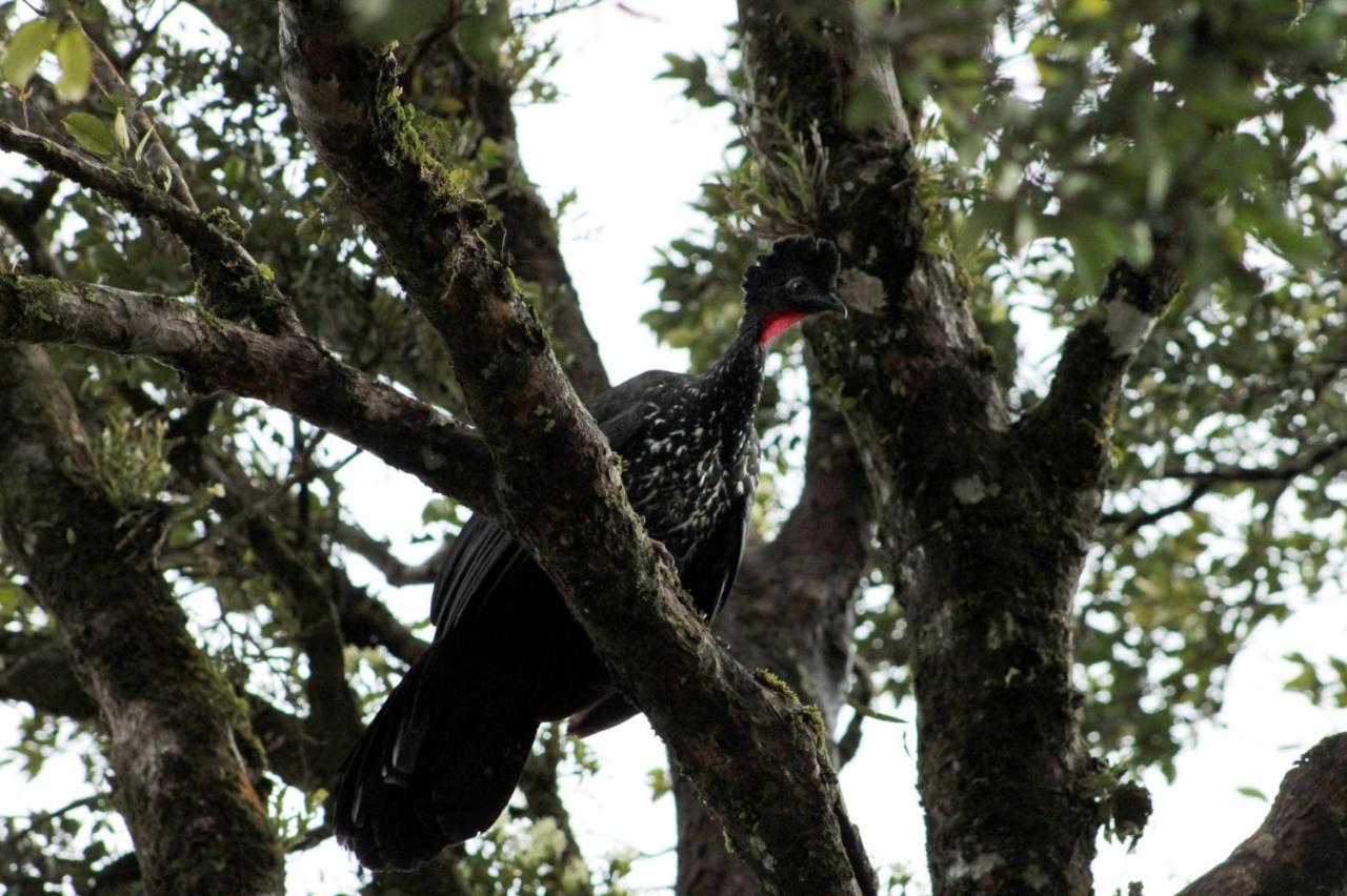 Hotel Bosque Verde Lodge Monteverde Dış mekan fotoğraf