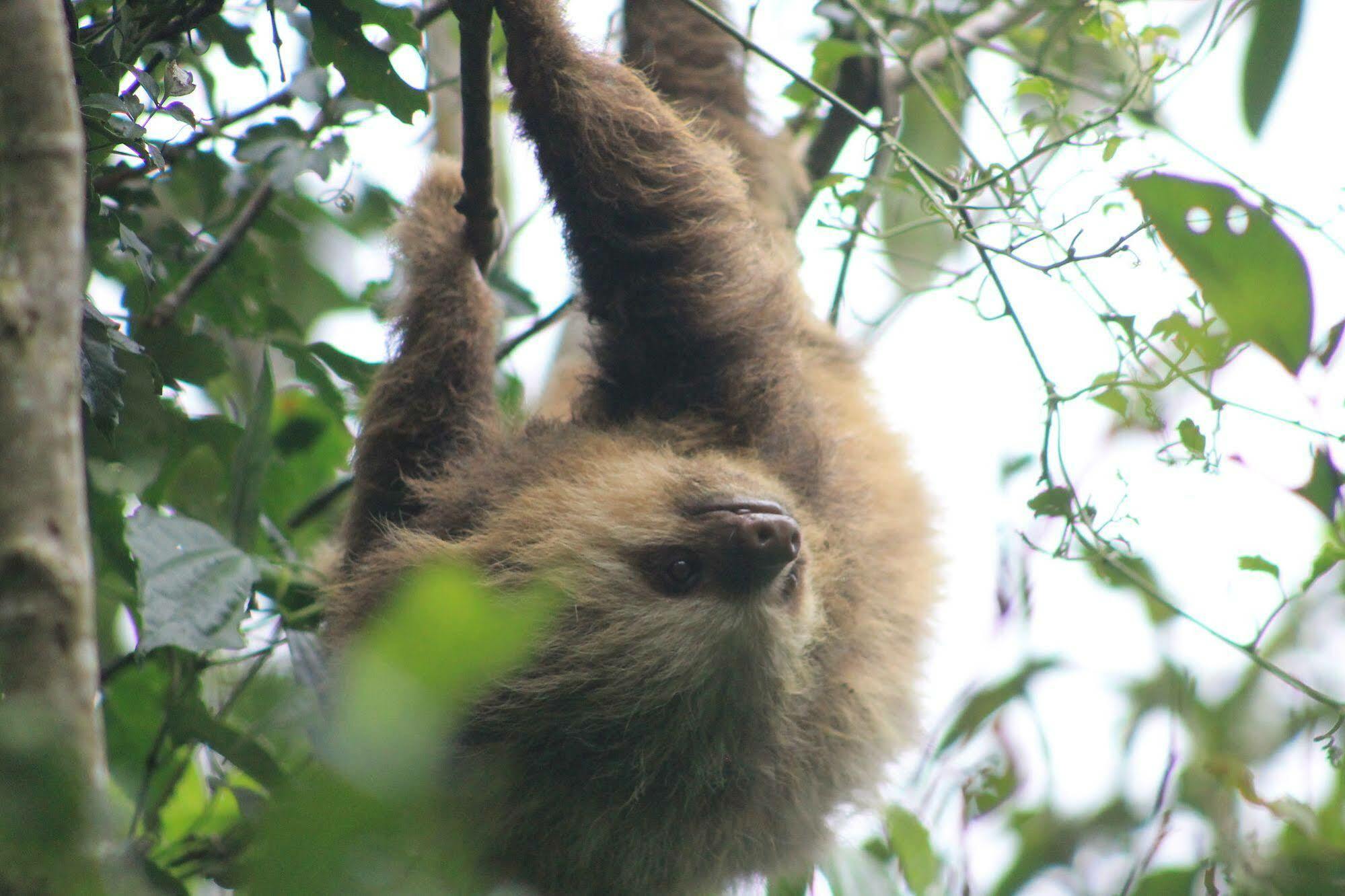 Hotel Bosque Verde Lodge Monteverde Dış mekan fotoğraf