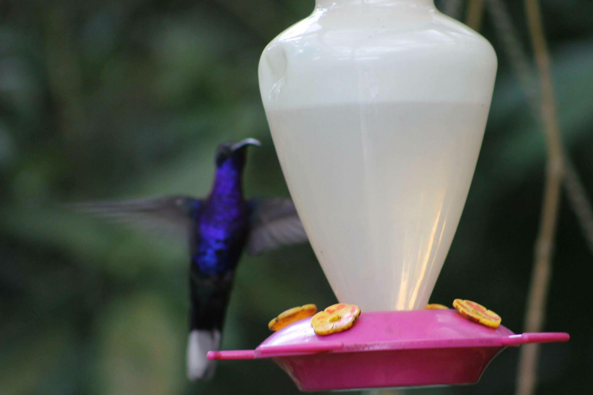 Hotel Bosque Verde Lodge Monteverde Dış mekan fotoğraf