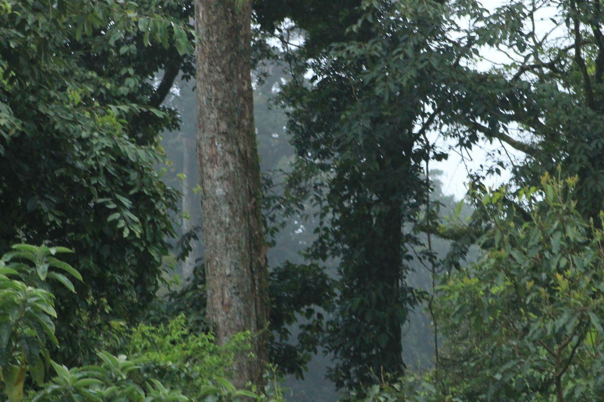 Hotel Bosque Verde Lodge Monteverde Dış mekan fotoğraf